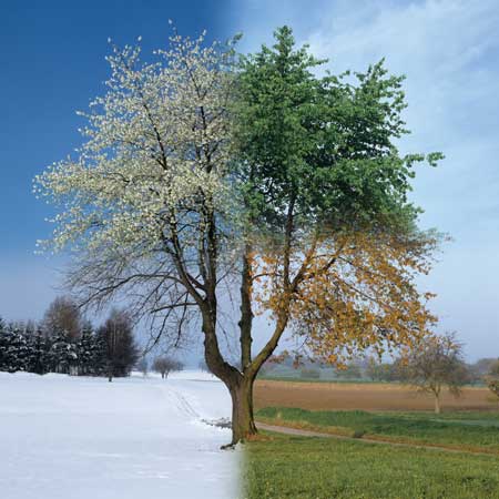 Tree through the 4 seasons