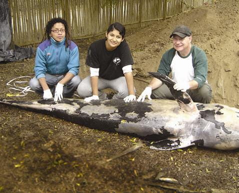 Dr. Jim Lehmann and two others kneel next to the corpse of a pilot whale that died while being freed from a fishing net.